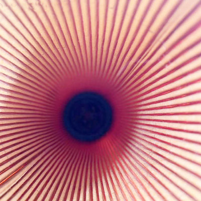 Filtro de óleo de bomba de filtragem de camião A5411840225 com 3 meses de componentes principais